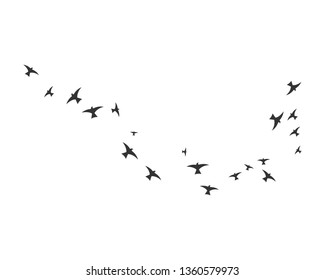 Bird background Template vector illustration - Vector