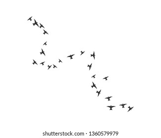 Bird background Template vector illustration - Vector