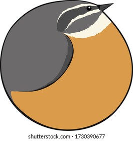 Bird Ball: Red-breasted Nuthatch.  Round shaped songbird with a blue-gray back and wings and a cinnamon colored belly.  Scientific name: Sitta canadensis