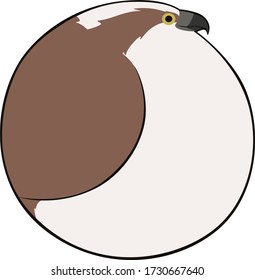 Bird Ball: Western Osprey, Pandion haliaetus, side view.  Aka sea hawk, river hawk, fish hawk.  A round cartoon bird of prey.