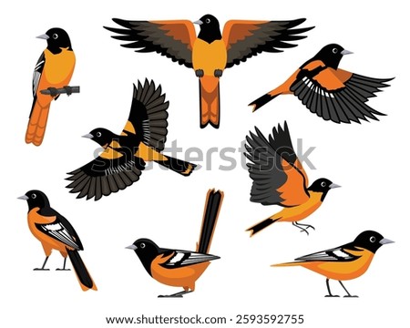 Bird Baltimore Oriole Various Poses Fly Cartoon Vector Characters