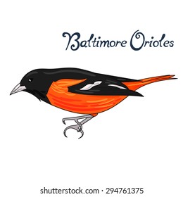 Bird Baltimore Orioles Vector Illustration