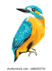 Bird beauty vector art illustration colorful