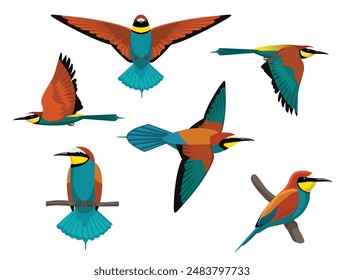 Pájaro abejaruco europeo colorido exótico varias posturas de dibujos animados Vector personaje