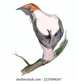 Bird Bellbird vector in a branch