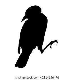 Bird. Black illustration with the image of a bird ,abstraction,vector.