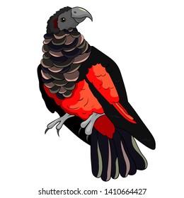 Bird black-red griffin parrot vector illustration