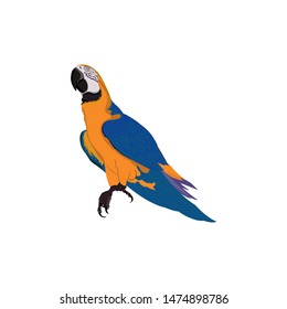 Bird blue-and-yellow macaw vector illustration isolate white background.