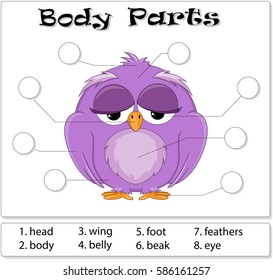 Bird body parts. Animal anatomy in English. Write the correct numbers of body parts 