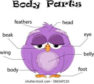Bird body parts. Animal anatomy in English 