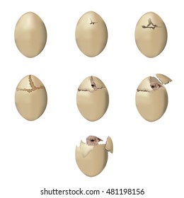 The bird is born from an egg - color vector illustration 