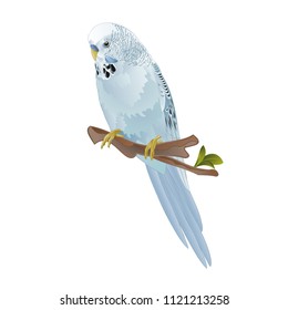 Bird Budgerigar, blue pet parakeet  or budgie or shell parakeet home pet on a white background vintage vector illustration editable hand draw