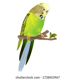 Bird Budgerigar, green pet parakeet  or budgie or shell parakeet home pet on a white background vintage vector illustration editable hand draw