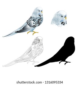 Bird Budgerigar parakeet blue pet parakeet  or budgie or shell parakeet home pet natural and outline and silhouette on a white background vintage vector illustration editable hand draw