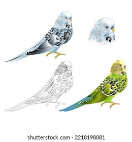 Bird Budgerigar parakeet green blue pet parakeet  or budgie or shell parakeet home pet natural and outline on a white background vintage vector illustration editable hand draw