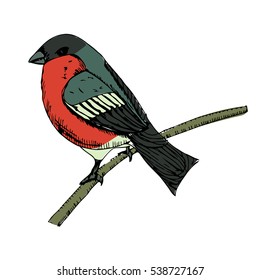 Bird bullfinch hand drawn isolated on white background. Sketch ink vector illustration.