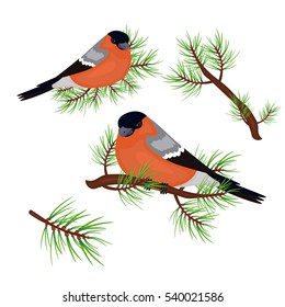 Bird a bullfinch sits on a branch. On a white background. Pine branch.Stock vector.