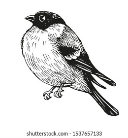 Bird bullfinch sketch. Vintage hand drawn bird. Engraved style. Vector illustration
