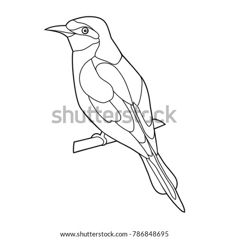bird cannibal beautiful
