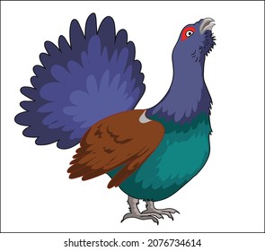 Capercaillie de pájaro. Ilustración vectorial realista para los niños.