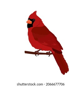 Bird cardinal. Christmas symbol. Vector illustration on white isolated background. Template for postcards, web design.