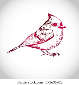 bird cardinal ink drawn illustration