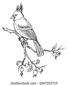 Bird cardinal on a branch of a dogrose, contour black and white illustration.