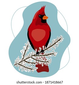 bird cardinal on a snowy branch, blue background