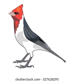 Bird "Cardinal Red Heads' painted on a white background. Vector illustration.  The main habitat of the US West Coast. Suitable for any illustration.