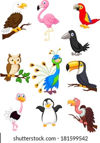Bird cartoon collection