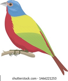 Bird cartoon colorful vector illustration. Educational material