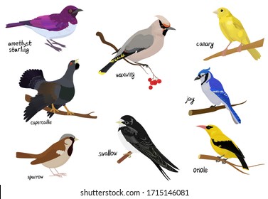 Bird cartoon icon. Isolated illustration of animal. poster with different wild birds