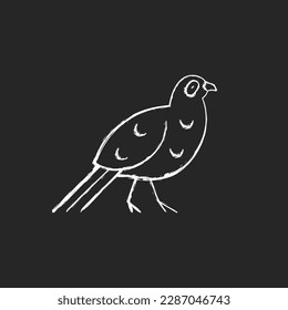 Bird chalk white icons set on dark background. Mikado pheasant. Taiwanese aborigines decoration. Taiwan mountainous regions. Exotic forest inhabitants. Isolated vector chalkboard illustration on black