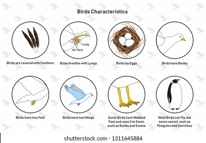 Bird Characteristics Infographic Diagram Including Feathers Lungs Lay Eggs Beaks, Webbed Feet Wings And Flying Ability For Biology Science Education