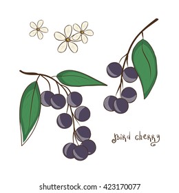 Bird cherry. Berries and flowers. Set. Sketch.