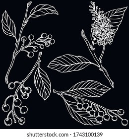 Bird cherry berries white line vector
