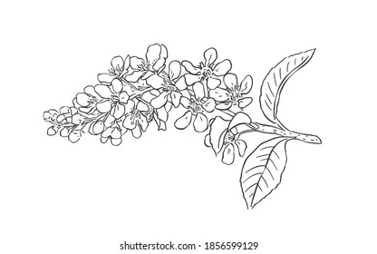 Flor de cerezo de aves. Ilustración vectorial sobre fondo blanco.