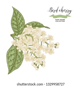Bird cherry branch isolated on white background. Hand drawn bird-cherry flowers. Botanical vector illustration.