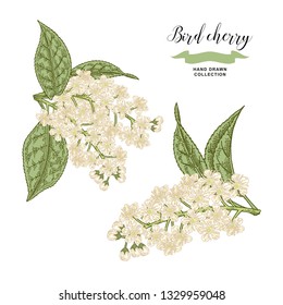 Bird cherry branch isolated on white background. Hand drawn bird-cherry flowers and leaves. Botanical vector illustration.