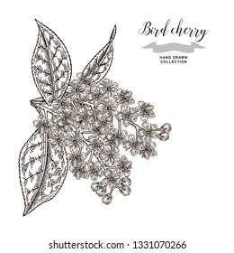 Bird cherry flowering branch. Hand drawn bird-cherry flowers. Botanical vector illustration.