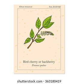 bird cherry or hackberry, old book page. Vector illustration