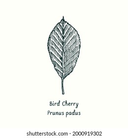 Bird Cherry (Prunus padus) leaf. Ink black and white doodle drawing in woodcut style.