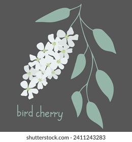 Bird cherry simple vector illustration