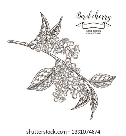 Bird cherry tree branch with berries and leaves. Hand drawn bird-cherry. Vector illustration engraved.