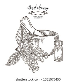 Bird cherry tree branch with mortar and glass bottle. Hand drawn bird-cherry berries. Vector illustration engraved.