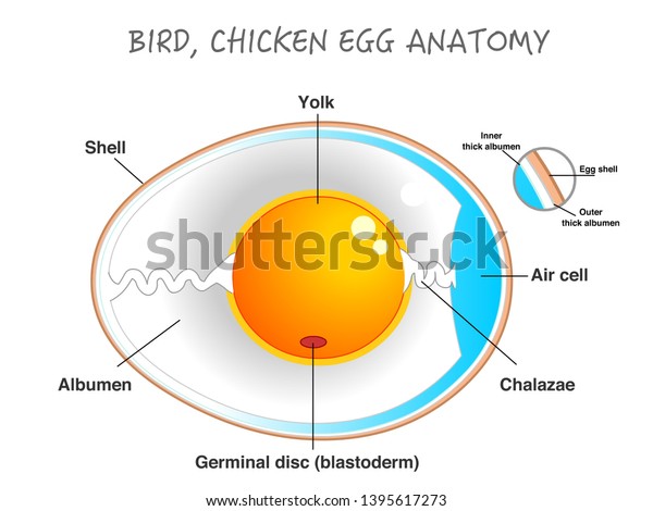 Bird, chicken egg anatomy. Egg embryo\
anatomy, section. Bird, Chicken Egg structure. Detailed birds and\
chickens reproduction. Simple annotated. White background. Editable\
2d vector illustration.