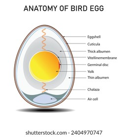 Vögel, Hühnereier-Anatomie, Struktur, Diagramm mit innerem Kreuz, vertikal, Detaillierte, reproduktive, isolierte weiße, Bearbeitbare 2d-Vektorgrafik. Illustration, Vektorgrafik, Komponenten, Biowissenschaften