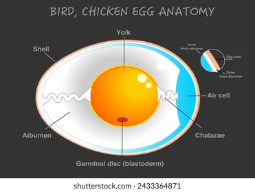 Vogel, Hühnerei Diagramm. Ei-Anatomie. Querschnitt. Embryo. Detaillierte Vögel, Hühner Reproduktionssystem. Einfach kommentiert. Dunkler Hintergrund. Vektorgrafik