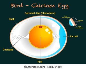 Bird , Chicken Egg structure. Egg anatomy, section. Detailed birds and chickens reproduction. Simple annotated. Dark green background. Editable 2d vector illustration. Eps 10
