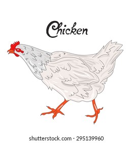 Bird chicken hen vector illustration